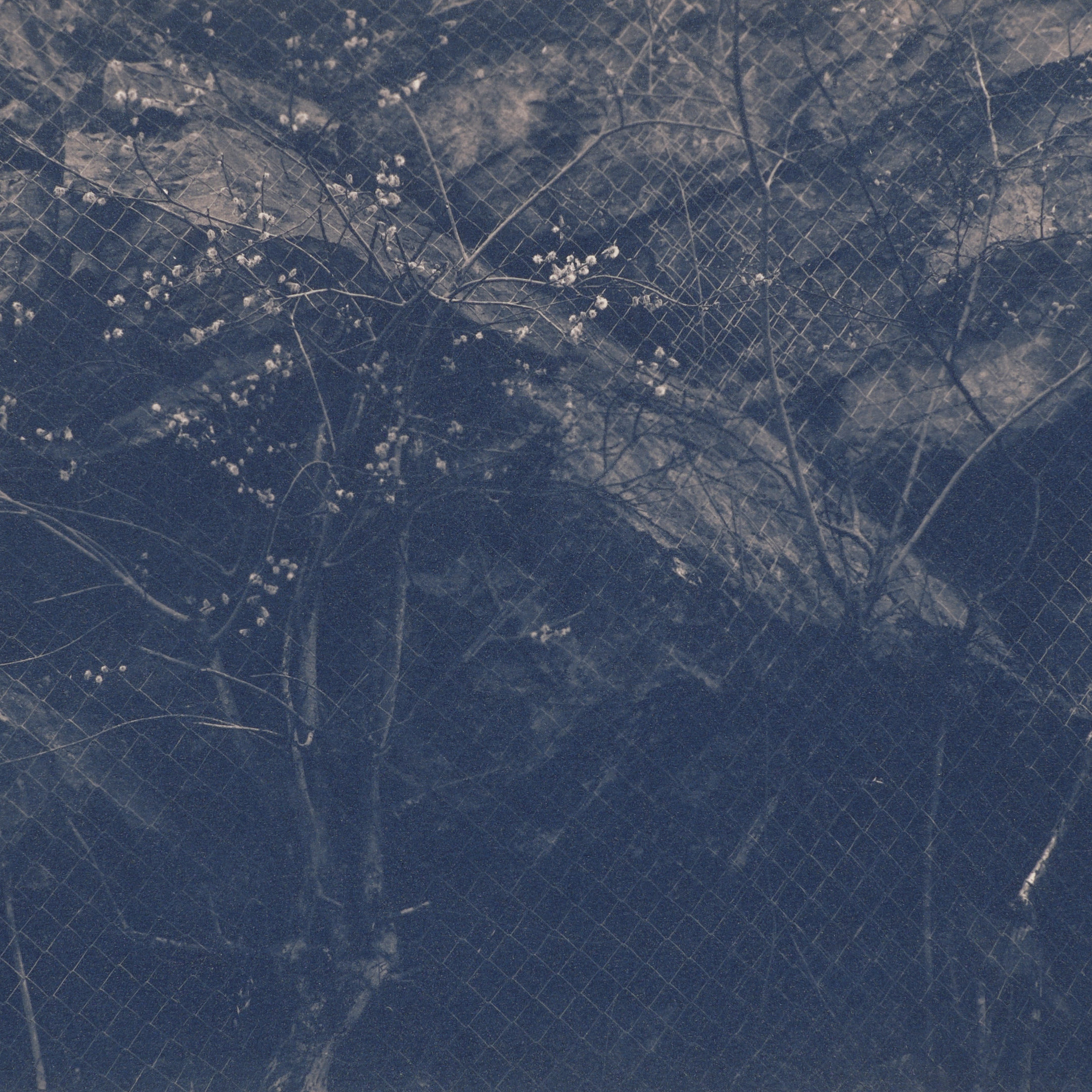 Í viðjum-Bound, urban nature cyanotype photographs