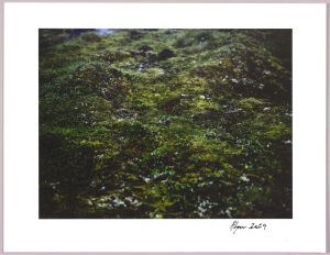 Lush heathlands, Oddskarð, fine art photographs